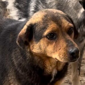 VICO (♂) - seit mindestens Dezember 2019 im Shelter