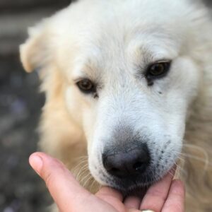 URSO - reserviert Manuela - vermittelt