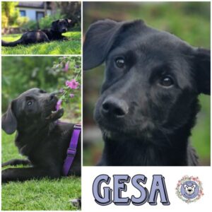 GESA (♀) in 32425 Minden - vermittelt