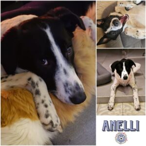 ANELLI (♀) in 78089 Unterkirnach - vermittelt