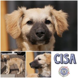 CISA (♀) in 21493 Möhnsen - vermittelt