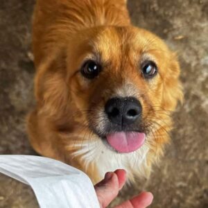 JASPAR (♂) - ausgereist zu Kathleen Müller (AL)