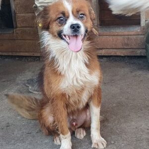 YIPPIE - ausgereist zum TST Rösrath