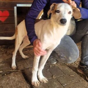 DAX (♂) - ausgereist zum TST Rösrath