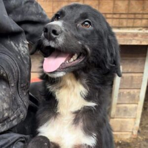 BOBBY (♂) - vermittelt MH