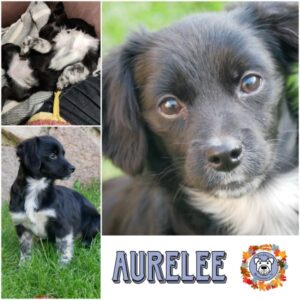 AURELEE (♀) in 21493 Möhnsen - vermittelt