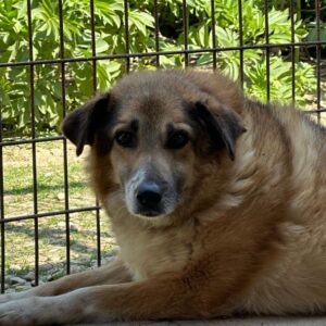 NINO (♂) - seit mindestens Mai 2018 im Shelter