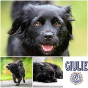 GIULIE (♀) in 38471 Rühen - vermittelt