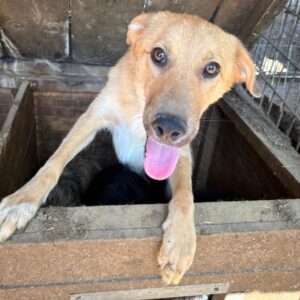 NUNO (♂) - ausgereist zum TST