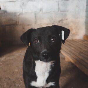 HELA - auf Pflegstelle in PLZ 3 - vermittelt