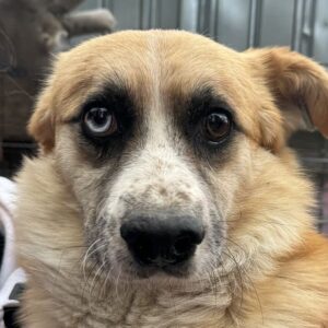 SKIPPO (♂) - ausgereist zum TST