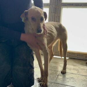 YUMY (♀) - im Shelter total abgemagert + schlechte Zähne - jetzt auf PDR PS im PLZ Bezirk 18 -vermittelt