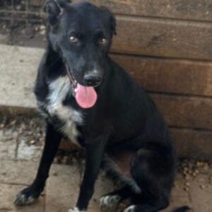 BAHIA (♀) - sollte dringend ausreisen