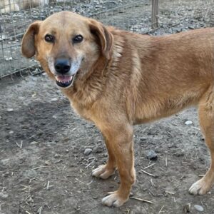 HEIWA (♀) - seit mindestens Anfang 2019 im Shelter