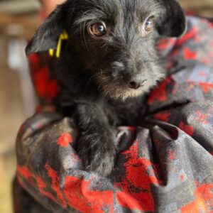 TINI(♀) - ausgereist zur Tierhilfe Lebenswert DR 14.02.2025