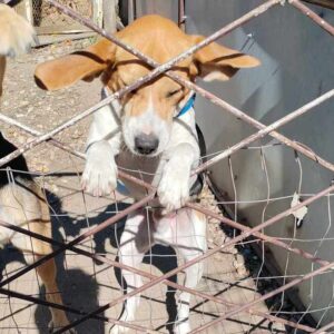 LORIOT (♂) - ausgereist zur Laborbeagle Hilfe