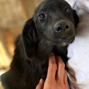 COSI (♀) - auf PS im PLZ Bereich 52 - vermittelt