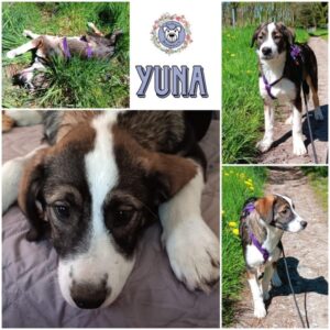 YUNA (♀) in 18569 Neuenkirchen, Rügen