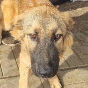 ELEONORE (♀) - vermittelt MD