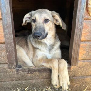 PEPPER (♂) - bereits Hautprobleme - sollte dringend reisen!