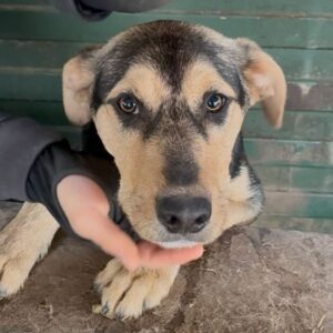 JAGGER (♂) - wird unsicher, sollte dringend ausreisen