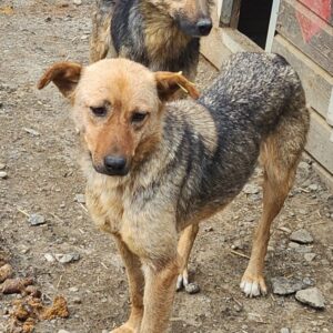 GRANNY (♀) - zu dünn