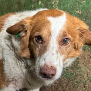 ROMULUS (♂) - vermisst 11/24