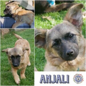 ANJALI (♀) in 21493 Möhnsen - vermittelt