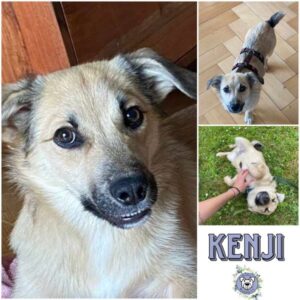 KENJI (♂) in 96047 Bamberg - vermittelt