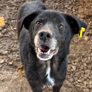 MONALISA (♀) - Notfall - viel zu dünn, beginnende Hautprobleme, entzündete Augen