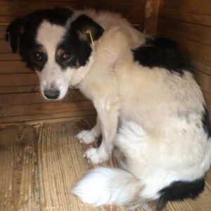 PANDA (♂) - kommt nicht ans Futter/Wasser, linkes Auge verletzt - vermisst 11/24