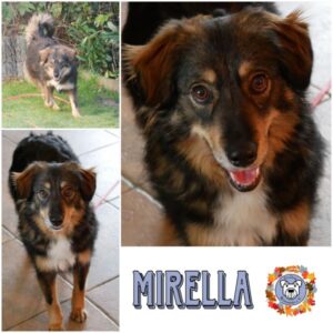 MIRELLA (♀) in 21493 Möhnsen - vermittelt