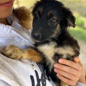 JUSSI (♀) - RBB 12/24