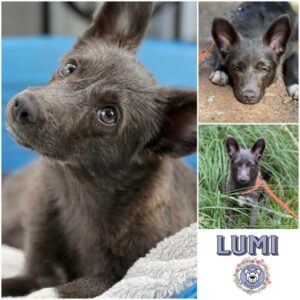 LUMI (♀) in 21521 Aumühle - vermittelt