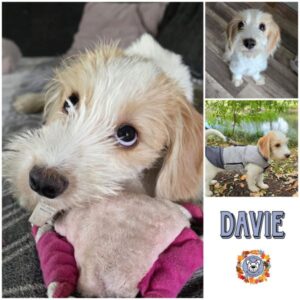 DAVIE (♂) in 16515 Oranienburg- vermittelt