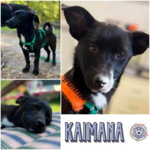 KAIMANA (♀) in 21521 Aumühle - vermittelt
