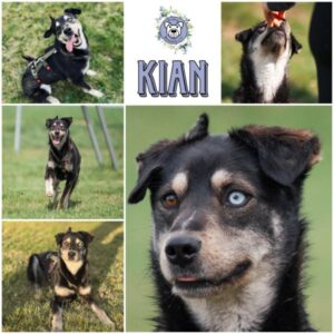 KIAN (♂) in 08058 Zwickau - reserviert