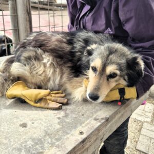 MANOU (♀) - RBB 04/25