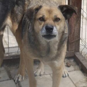 AKII - vermisst 11/24