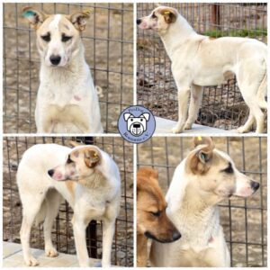 ALISSA - vermisst 2022