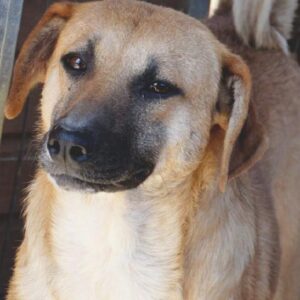 ALLAN - vermisst 03/23