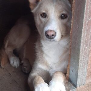 ALMA - reserviert Lorraine - vermittelt