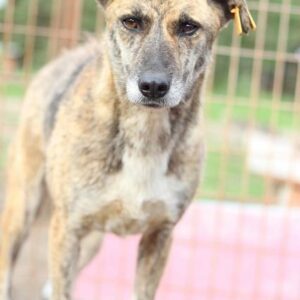 AMARO - reserviert THL DogR (NadineZ 12/20) - vermittelt