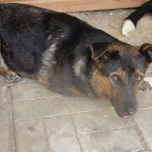 AMBA - reserviert Kathleen Müller - vermittelt