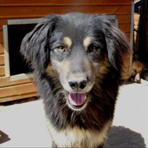 AMOS - vermisst 03/23