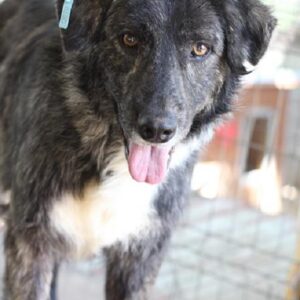 ANAKIN - reserviert NadineH - ausgereist