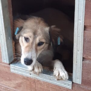 ANANDA - reserviert vergessene Pfoten Stuttgart - vermittelt