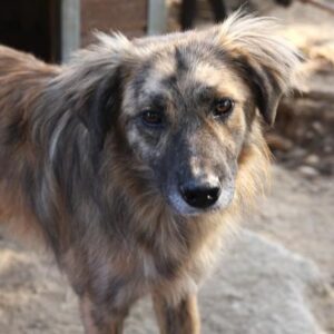 ANDREW - reserviert Second Chance Dogs - vermittelt