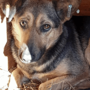 ANGEL - vermisst 04/2023