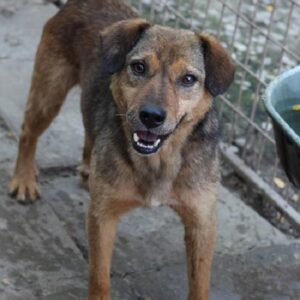 ANMAL - vermisst 08/21